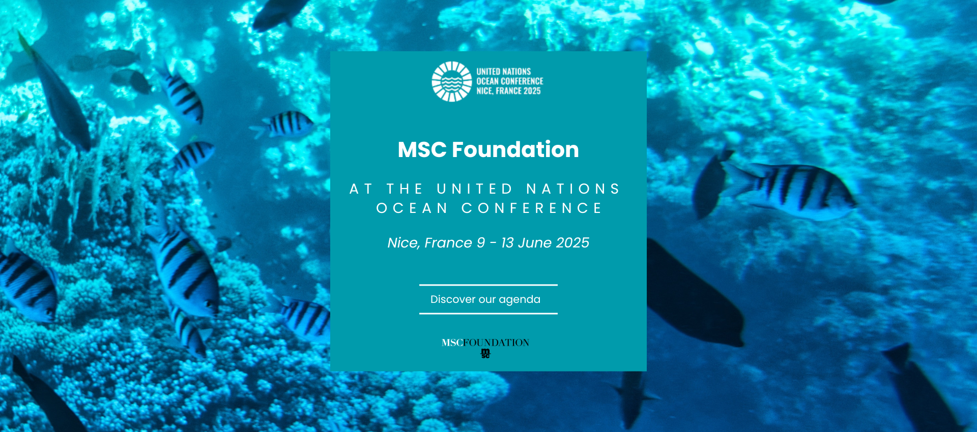 MSC Foundation at the UN Oceans Conference | MSC Foundation